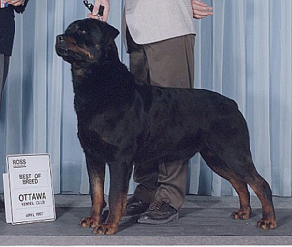 Brescot Rottweilers Braxenburg Rottweilers/The Mouse Hole