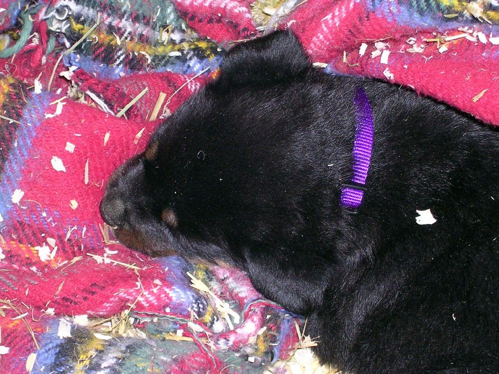 4-Week old Rottweiler Puppies - Donnie X Diva