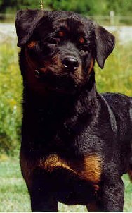 Braxenburg Rottweilers/Dragon's Lair
