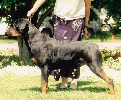 Braxenburg Rottweilers/Dragon's Lair
