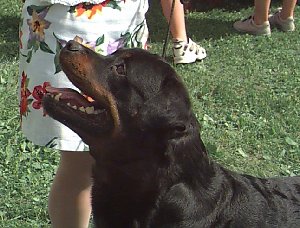 Braxenburg Rottweilers/Oliver