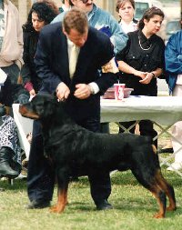 Braxenburg Rottweilers/Oliver